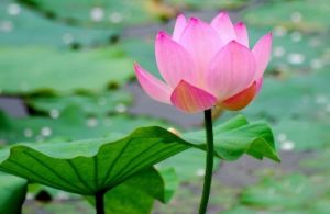 Image: Lotus Flowerr