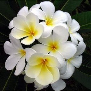 Image: Plumeria Flower