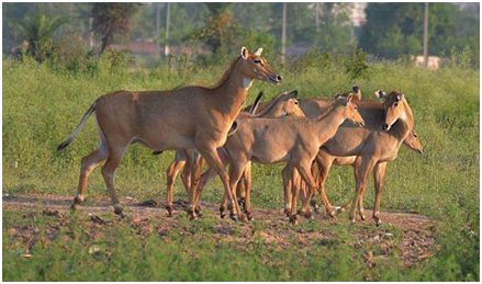 Mattewara jungle wildelife